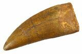 Serrated Carcharodontosaurus Tooth - Enormous Dinosaur Tooth #351741-1